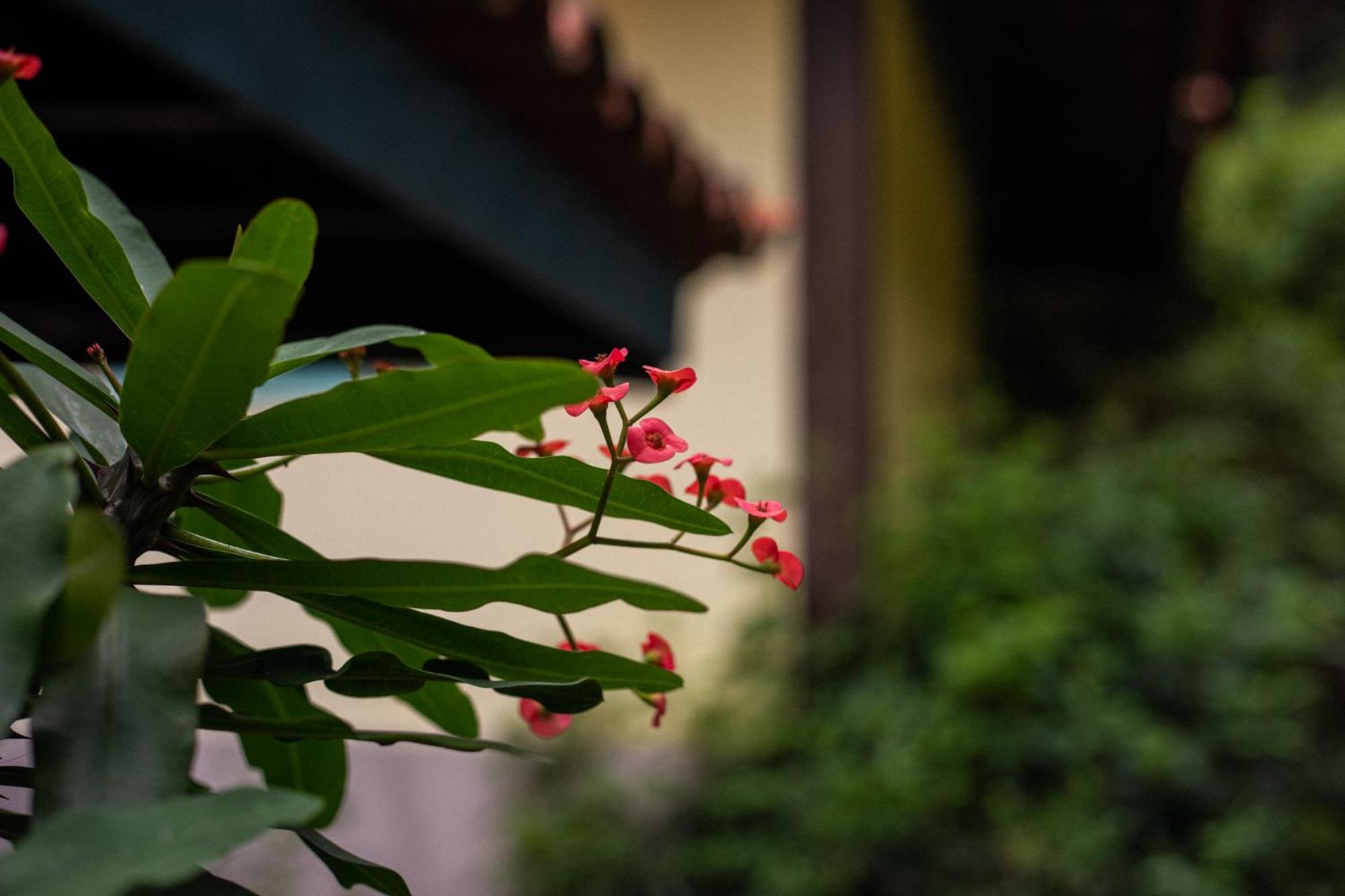 Hibiscus Inn Armacao dos Buzios